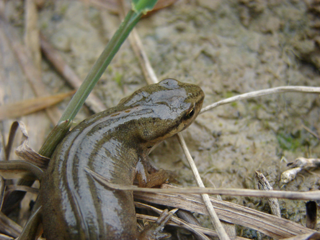 Triturus (Lissotriton) vulgaris